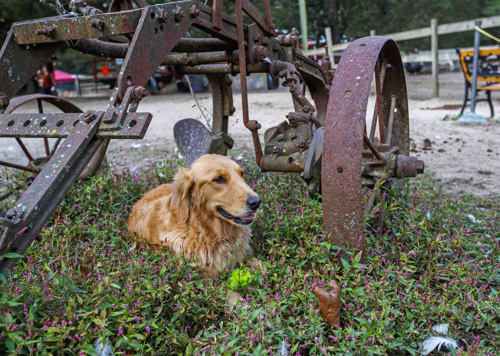 Funny Farm Rescue & Sanctuary